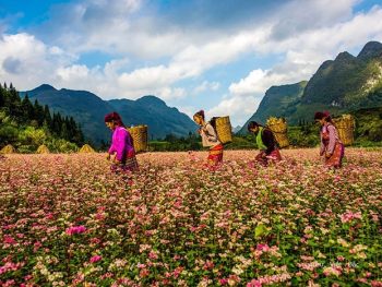 Tour Hà Giang 3N4D ô tô & xe máy